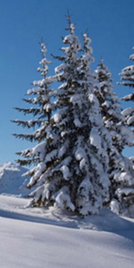 Kannenbeutel Winter-Früchtetee