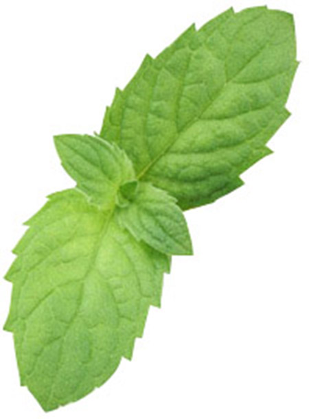 Lemongras-Minze-Kräutertee- Filterkette