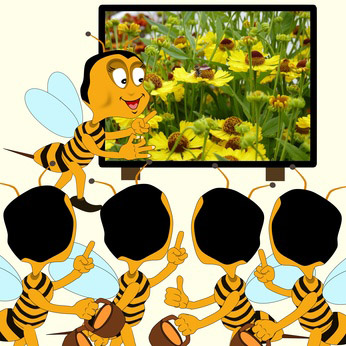 Honigblüten-Kräutertee